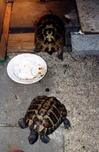 also fl�chten wir erst einmal voreinander.