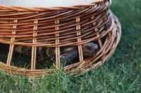 später ist er nur noch mit Tricks zu bändigen ...